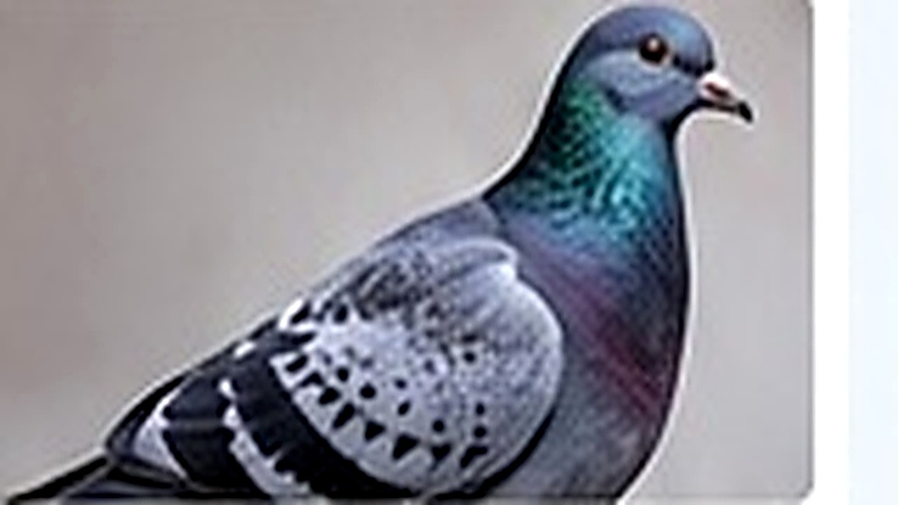 Bird Control pest control in Bromley